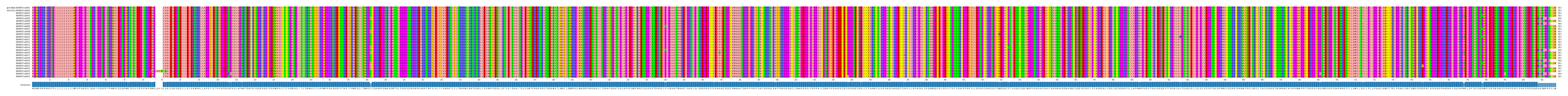 Multiple Alignments (by translate haplotype frequency)