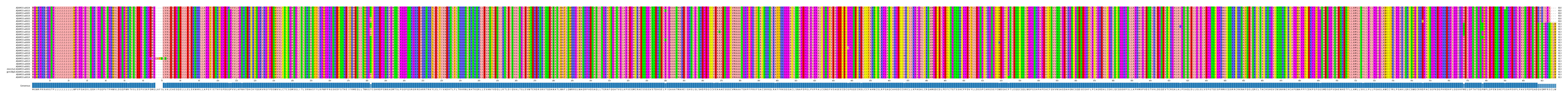 Multiple Alignments (by translate haplotype similarity)