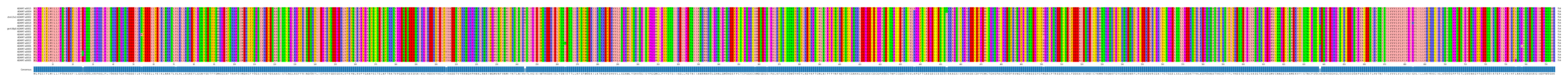 Multiple Alignments (by translate haplotype similarity)