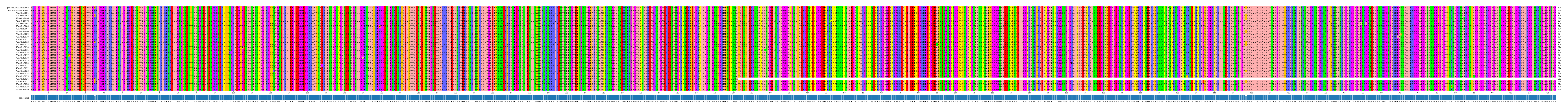 Multiple Alignments (by translate haplotype frequency)