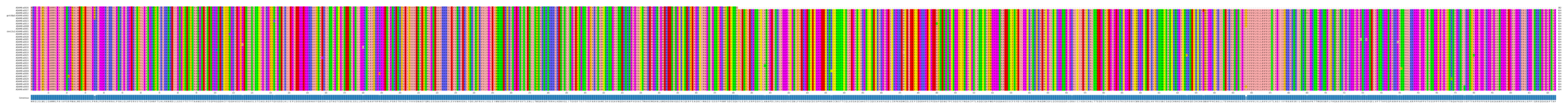 Multiple Alignments (by translate haplotype similarity)