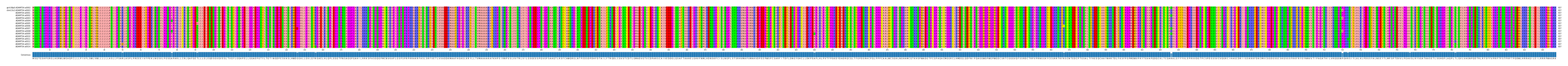 Multiple Alignments (by translate haplotype frequency)