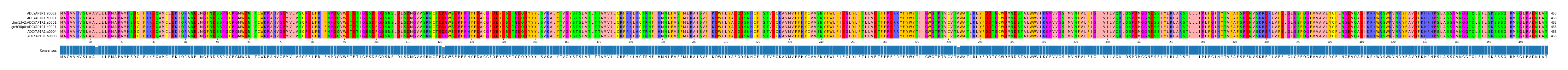 Multiple Alignments (by translate haplotype similarity)