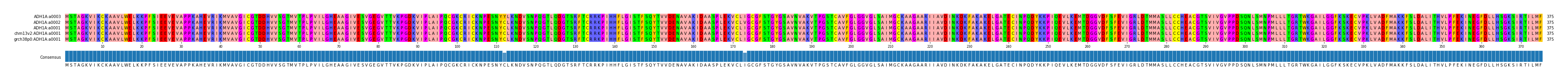 Multiple Alignments (by translate haplotype similarity)