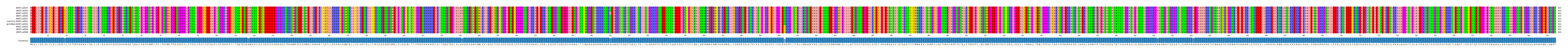 Multiple Alignments (by translate haplotype similarity)