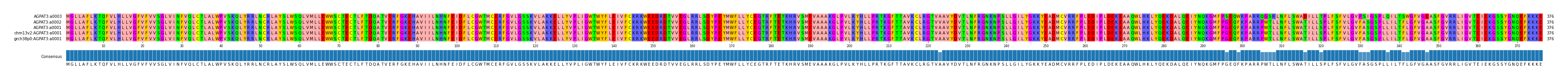 Multiple Alignments (by translate haplotype similarity)