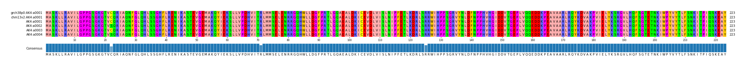 Multiple Alignments (by translate haplotype frequency)