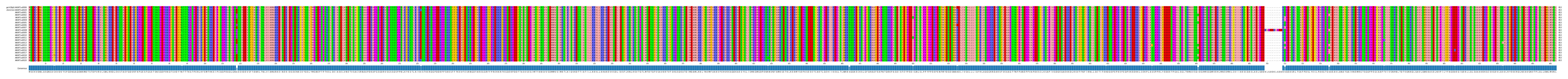 Multiple Alignments (by translate haplotype frequency)