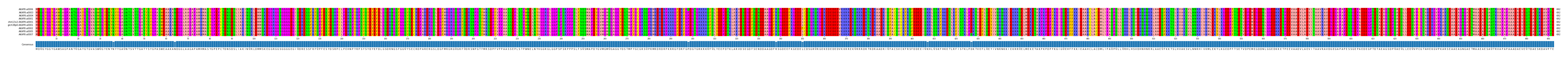 Multiple Alignments (by translate haplotype similarity)