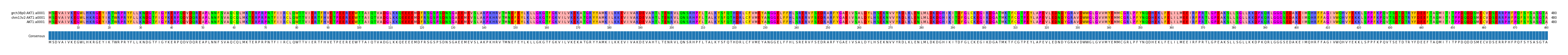 Multiple Alignments (by translate haplotype similarity)