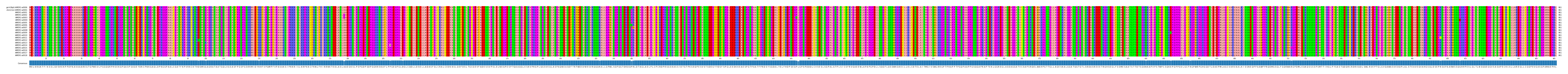 Multiple Alignments (by translate haplotype frequency)