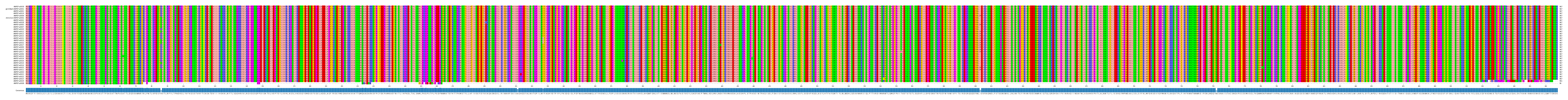 Multiple Alignments (by translate haplotype similarity)