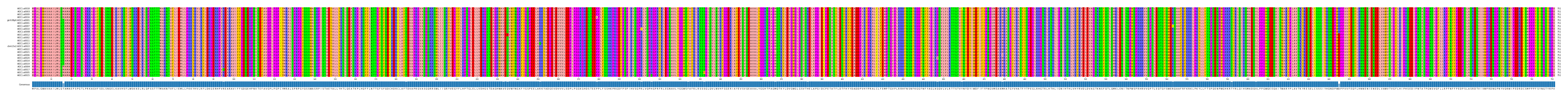 Multiple Alignments (by translate haplotype similarity)