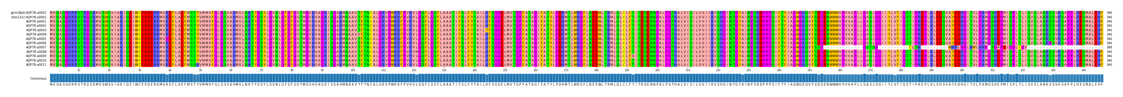 Multiple Alignments (by translate haplotype frequency)