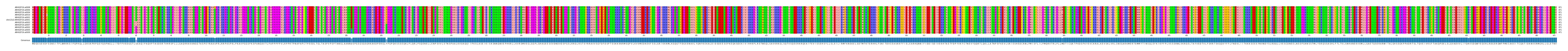 Multiple Alignments (by translate haplotype similarity)