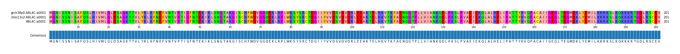 Multiple Alignments (by translate haplotype similarity)
