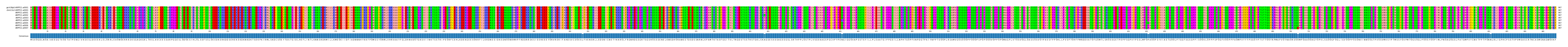 Multiple Alignments (by translate haplotype frequency)