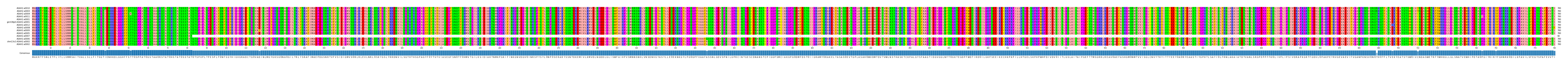 Multiple Alignments (by translate haplotype similarity)