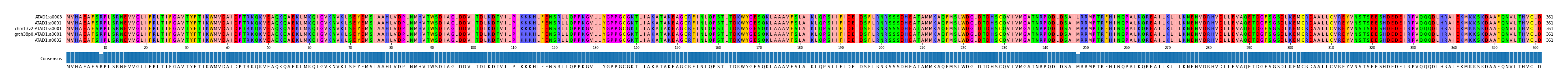 Multiple Alignments (by translate haplotype similarity)