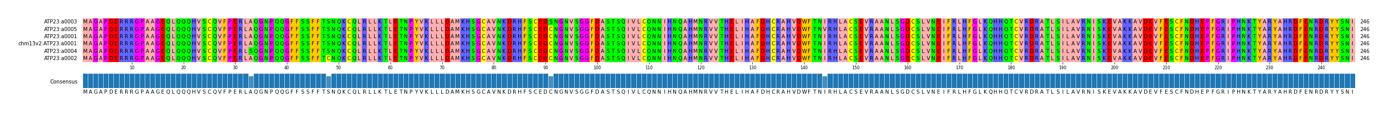 Multiple Alignments (by translate haplotype similarity)