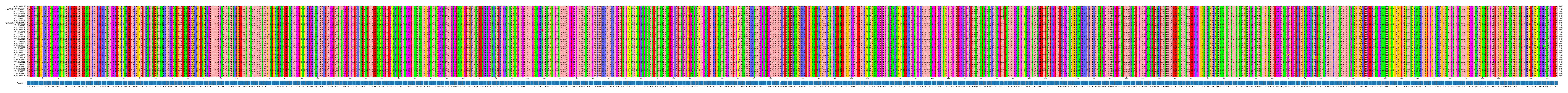 Multiple Alignments (by translate haplotype similarity)