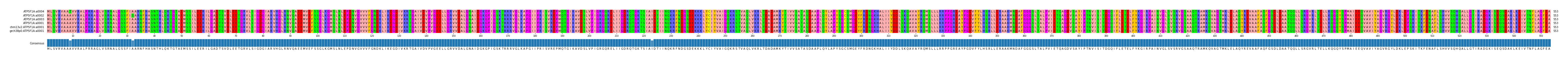 Multiple Alignments (by translate haplotype similarity)
