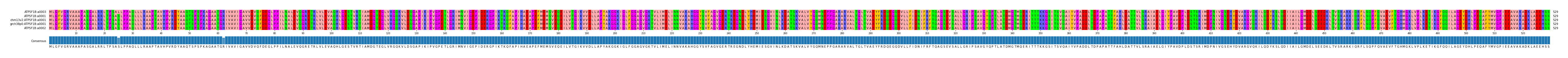 Multiple Alignments (by translate haplotype similarity)