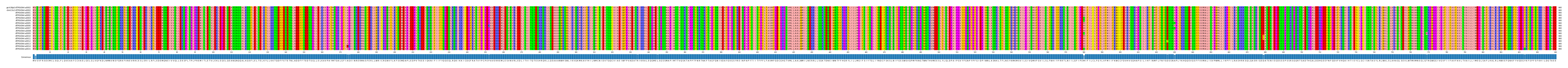 Multiple Alignments (by translate haplotype frequency)