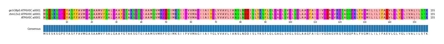 Multiple Alignments (by translate haplotype similarity)