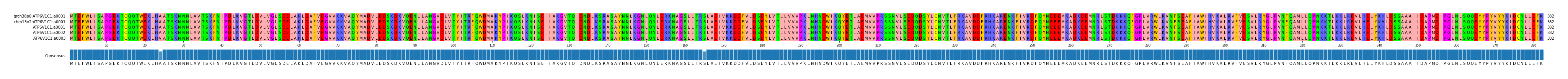 Multiple Alignments (by translate haplotype frequency)