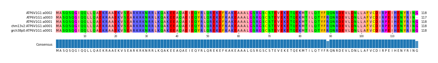 Multiple Alignments (by translate haplotype similarity)