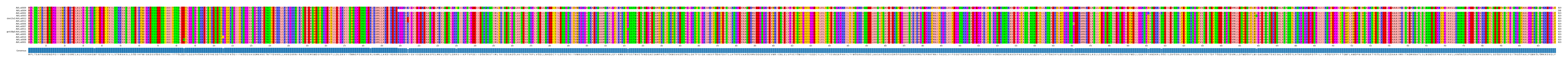 Multiple Alignments (by translate haplotype similarity)