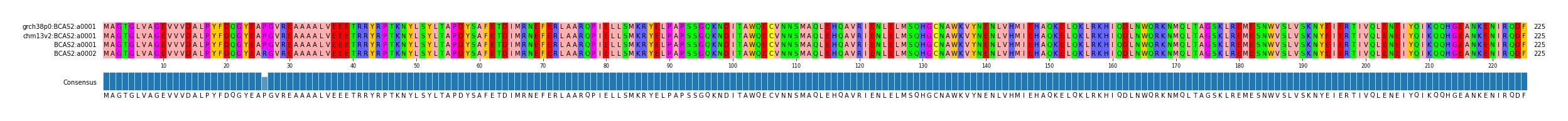 Multiple Alignments (by translate haplotype similarity)