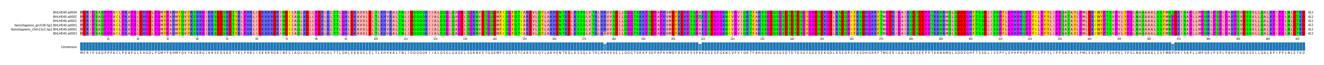 Multiple Alignments (by translate haplotype similarity)