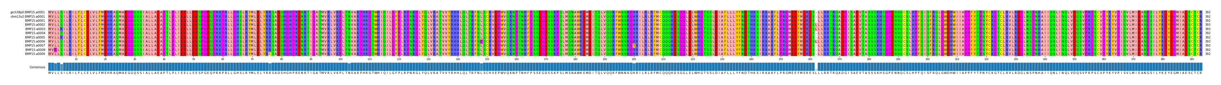 Multiple Alignments (by translate haplotype frequency)