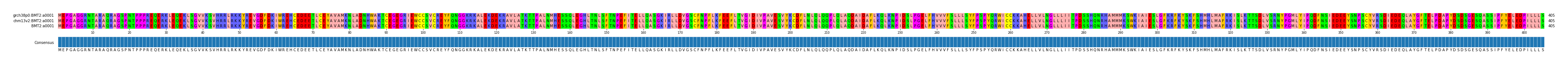 Multiple Alignments (by translate haplotype similarity)