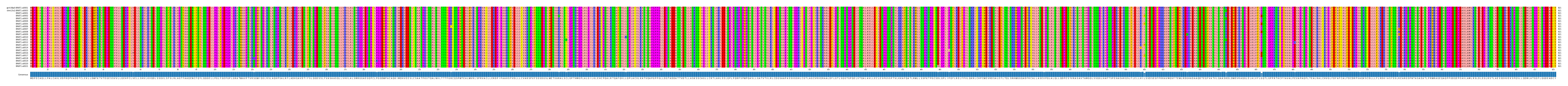 Multiple Alignments (by translate haplotype frequency)