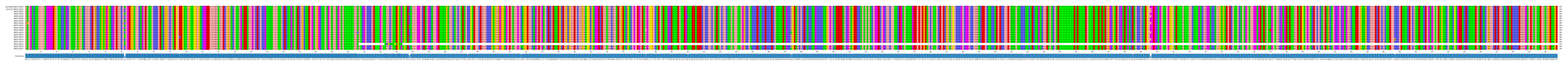 Multiple Alignments (by translate haplotype frequency)