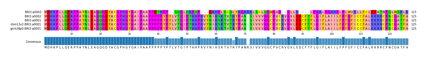 Multiple Alignments (by translate haplotype similarity)