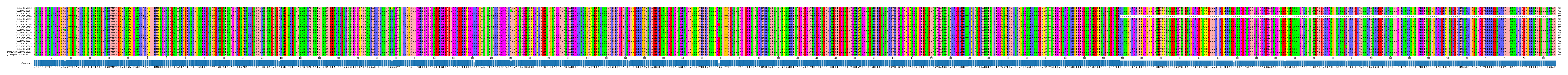 Multiple Alignments (by translate haplotype similarity)