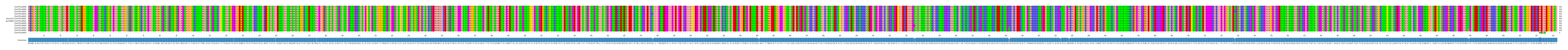 Multiple Alignments (by translate haplotype similarity)