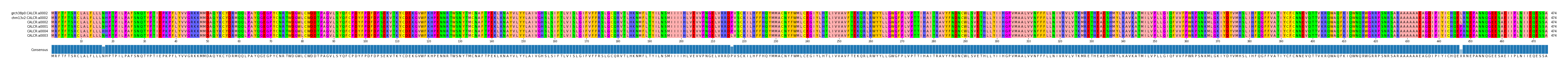 Multiple Alignments (by translate haplotype similarity)