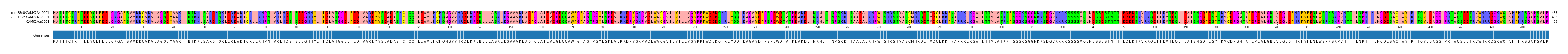 Multiple Alignments (by translate haplotype similarity)
