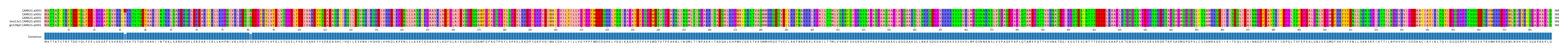 Multiple Alignments (by translate haplotype similarity)