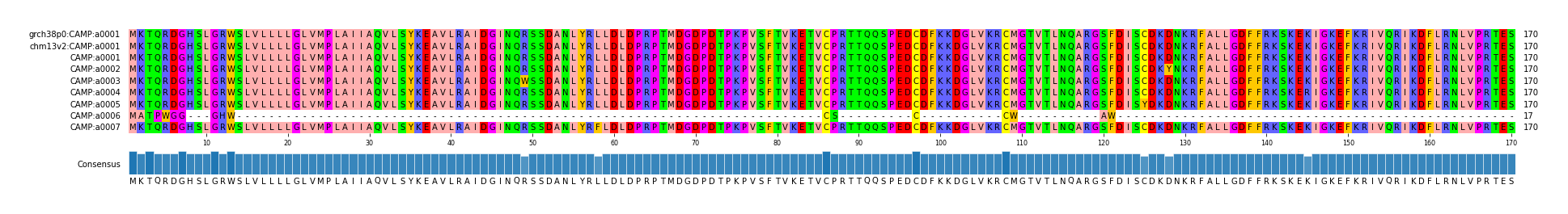 Multiple Alignments (by translate haplotype frequency)