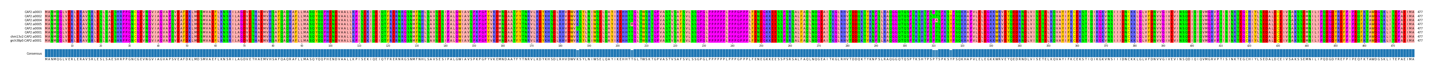 Multiple Alignments (by translate haplotype similarity)
