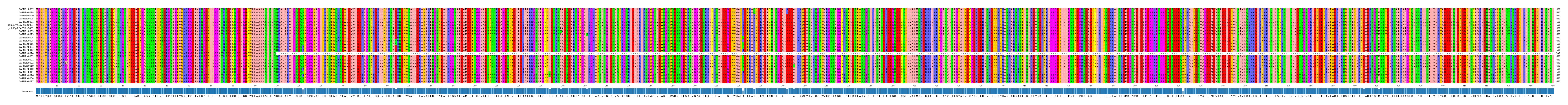 Multiple Alignments (by translate haplotype similarity)