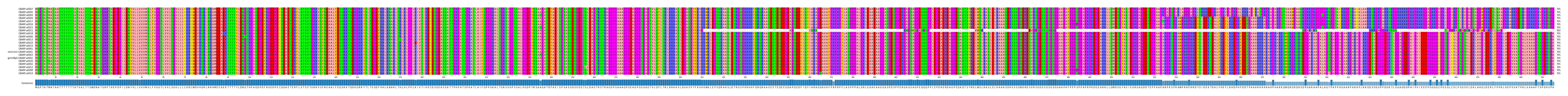 Multiple Alignments (by translate haplotype similarity)