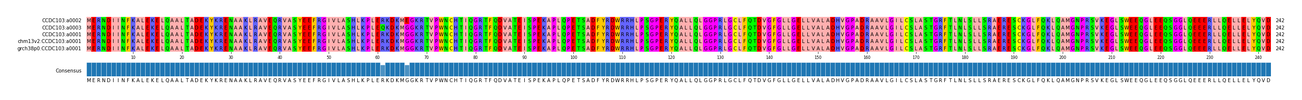 Multiple Alignments (by translate haplotype similarity)