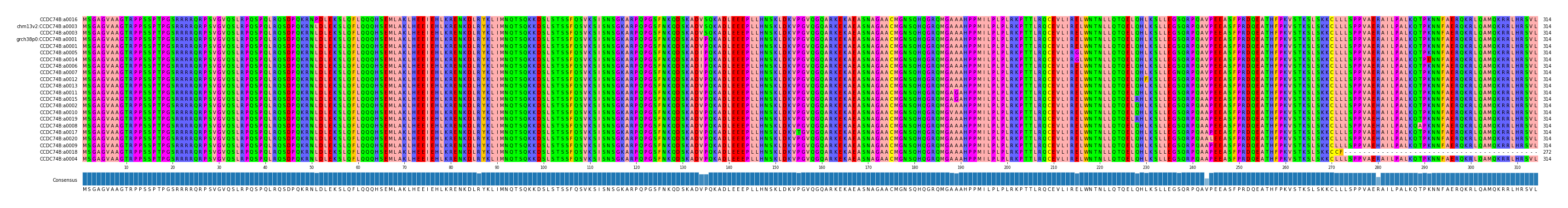 Multiple Alignments (by translate haplotype similarity)